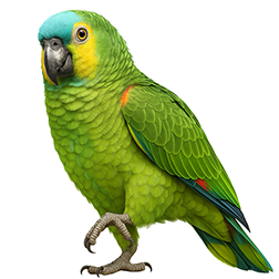 Blue-fronted Amazon
